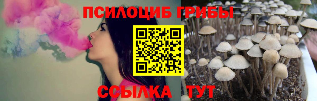 Галлюциногенные грибы Psilocybe Большой Камень
